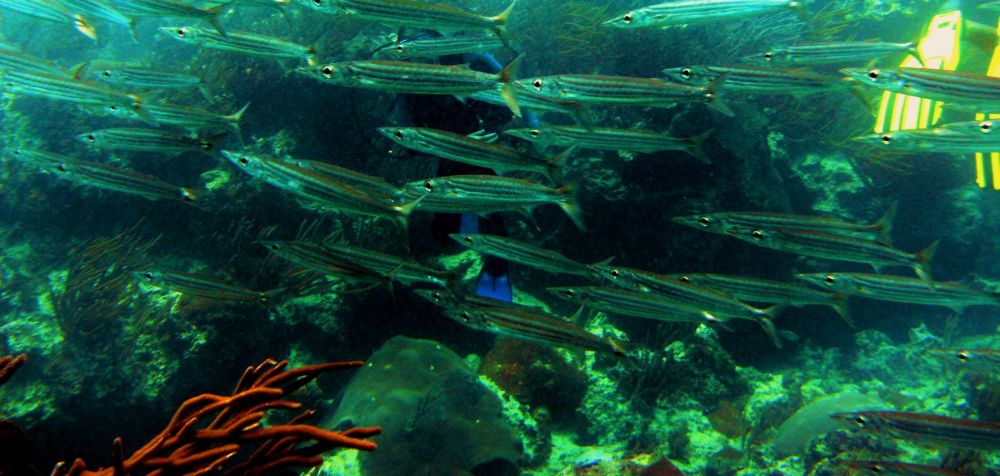 Plongée sous-marine à Las Galeras-Samaná-République dominicaine-Las Galeras Divers